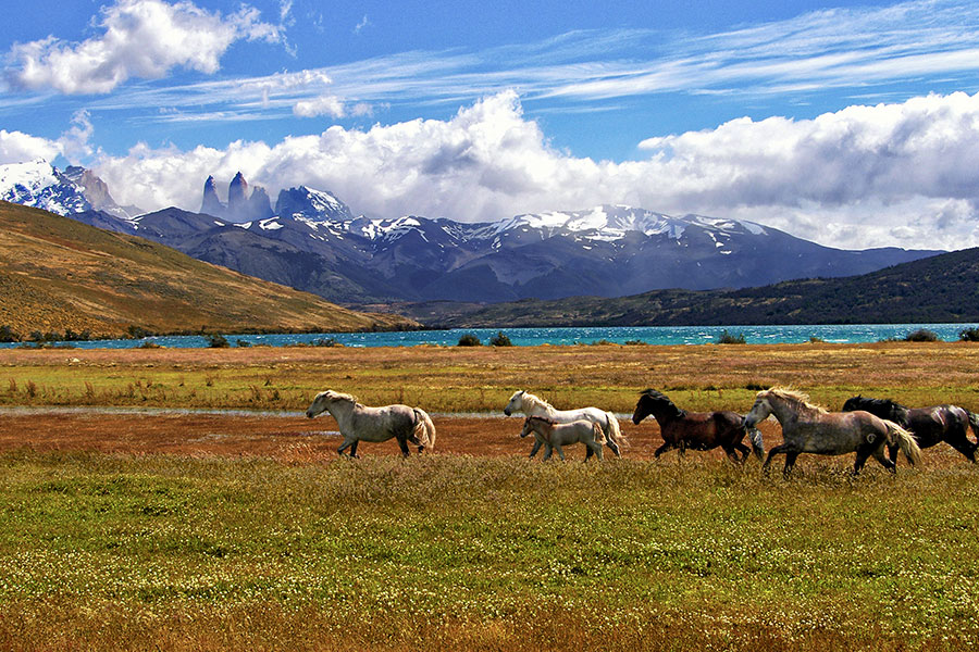 Herd of horse green grass field