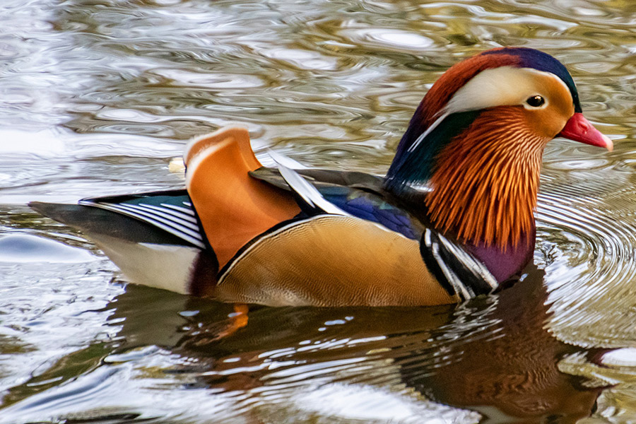 The mandarin bird duck
