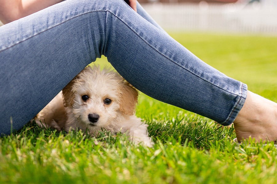 Cute small adorable puppy dog