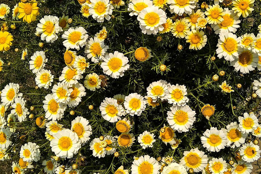 Yellow and white flowers on green grass