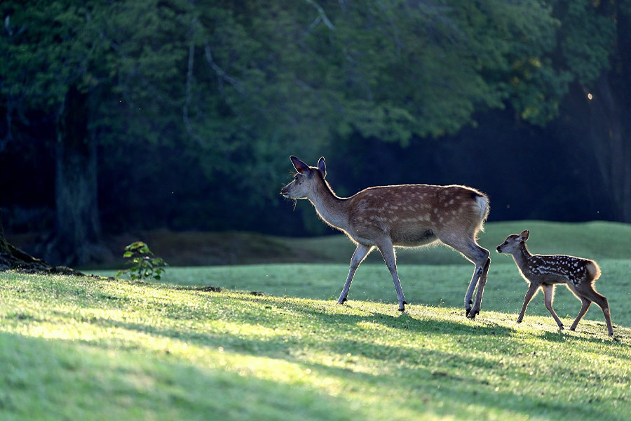 Parent child deer cute kujika