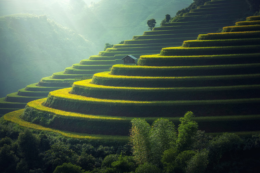 Rice plantation agriculture Thailand
