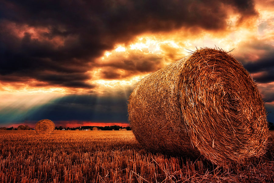 Hay bales straw bales harvest
