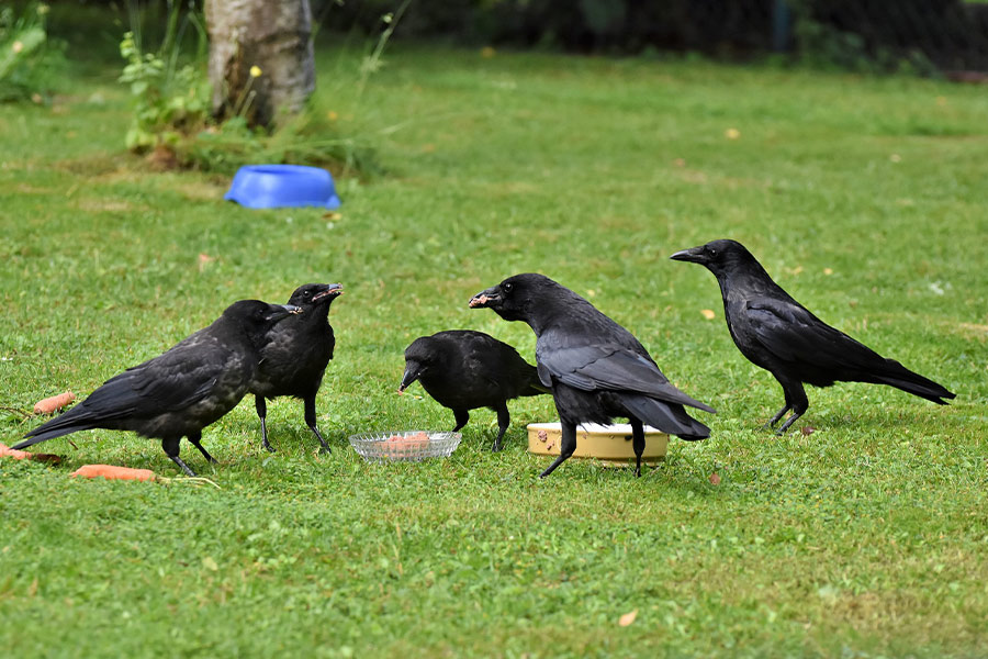 Common raven crow jackdaw bird