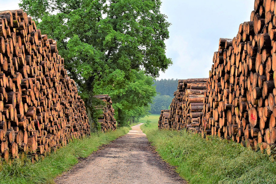 Timber industry tree trunks