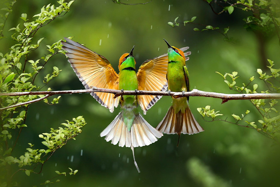 Flycatcher rainbow birds