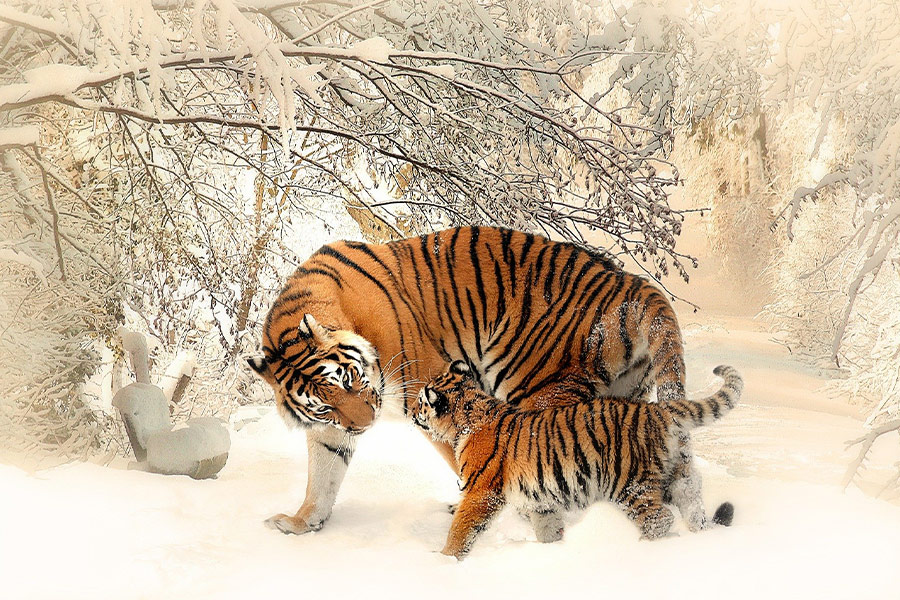 Tiger young cub family