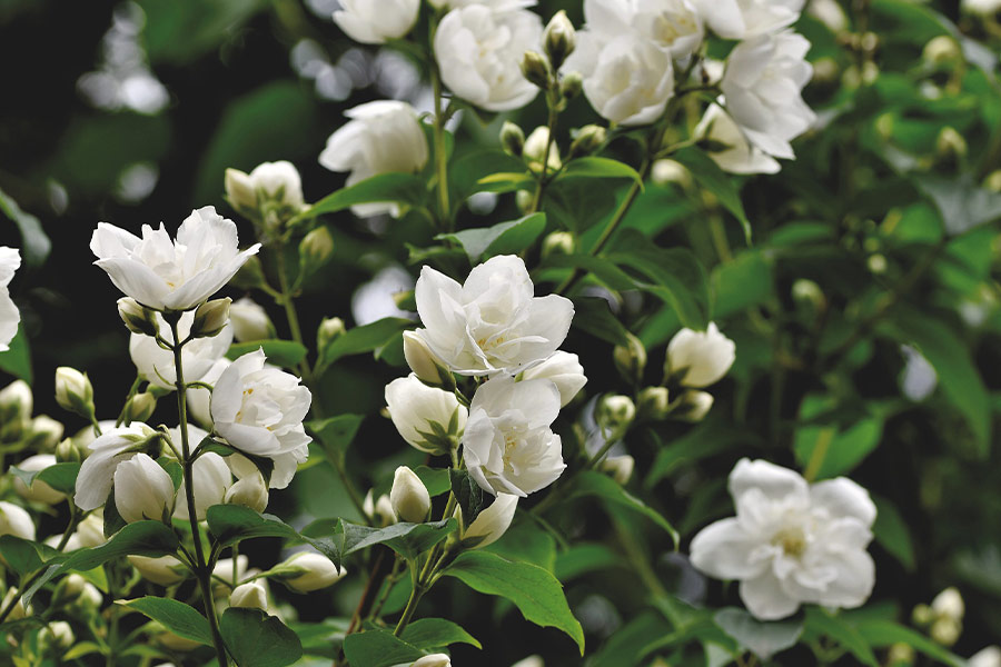 Ornamental shrub jasmine scent
