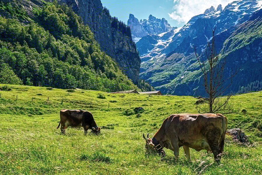Alpine mountain nature landscape Switzerland