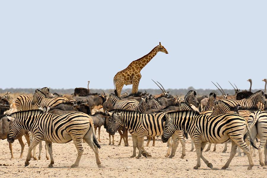Dry nature Namibia Africa animals
