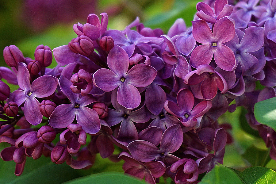 Lilac flower