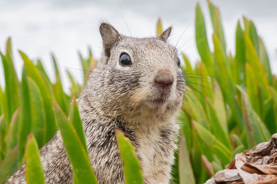 Surprised sweet animal squirrel California
