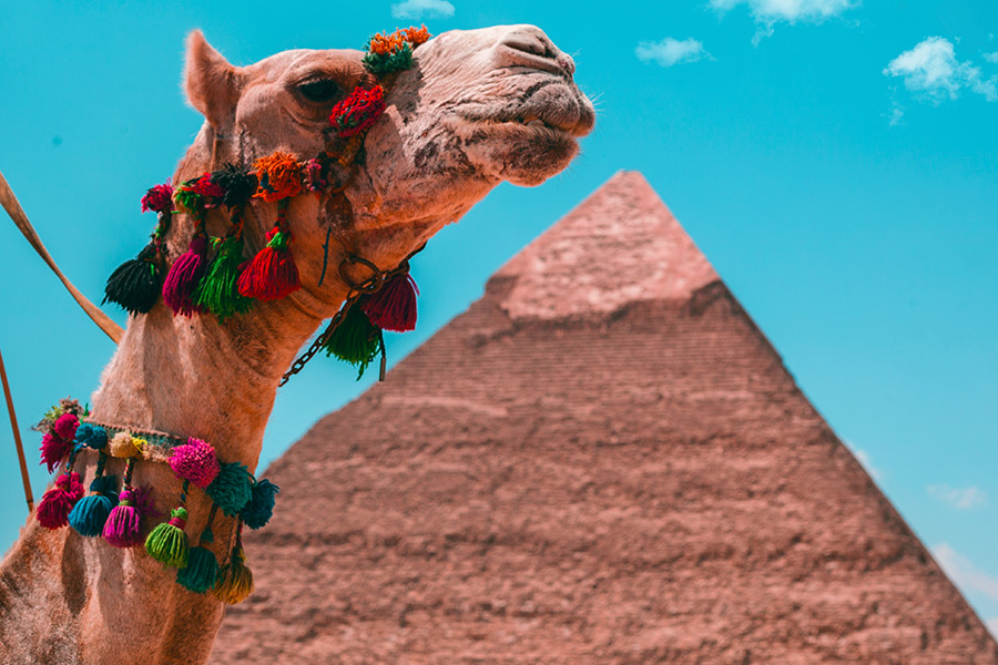 Brown camel ride Cairo