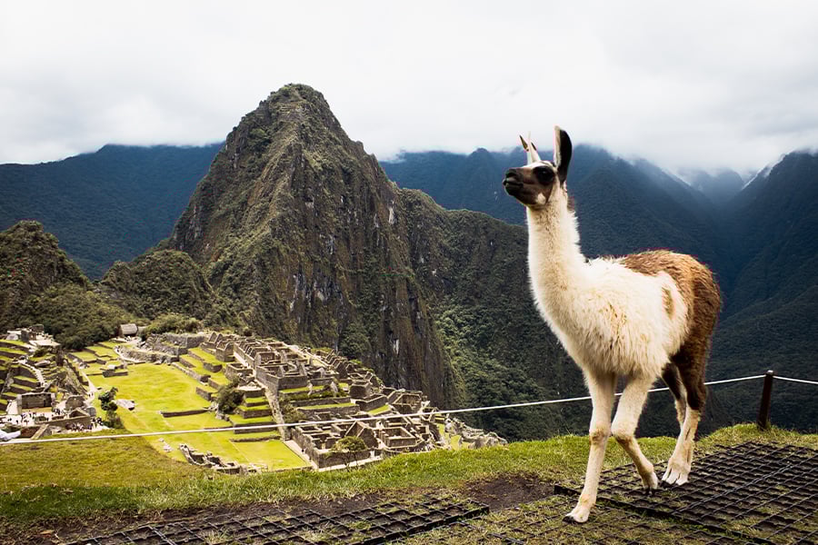 Llamas of Machu Picchu