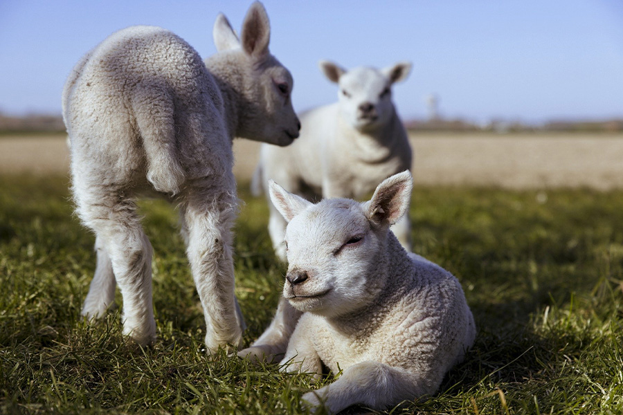 Lambs in the grass