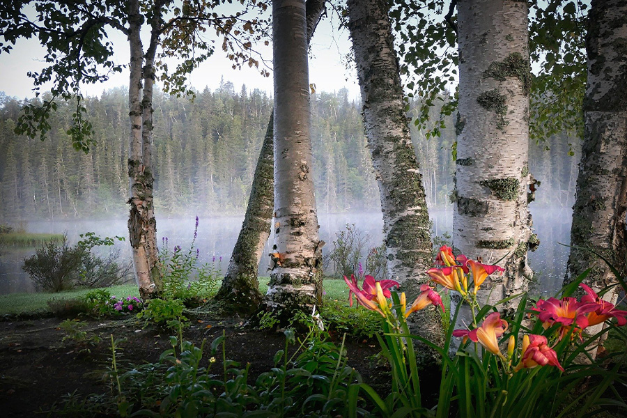 Landscape nature birch flowers fog