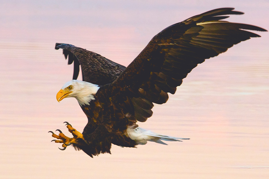 Soaring eagle over water