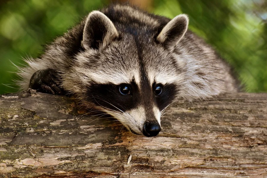 Raccoon
