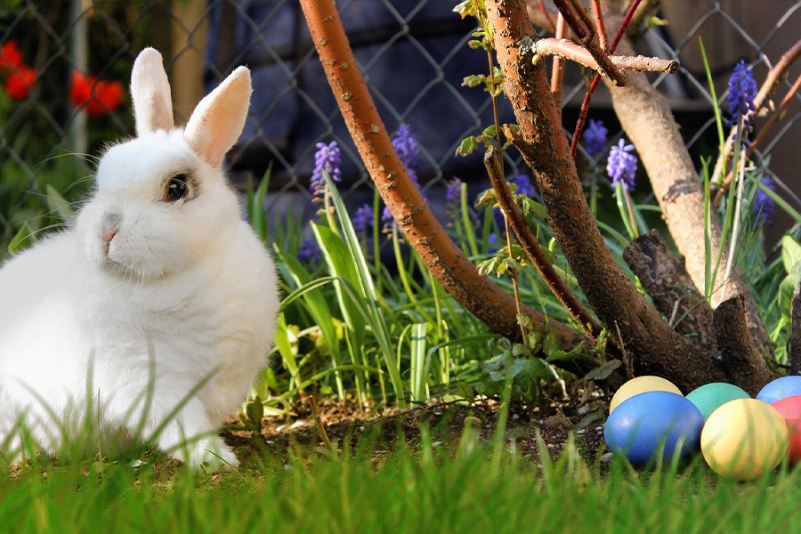 Rabbit next to easter eggs