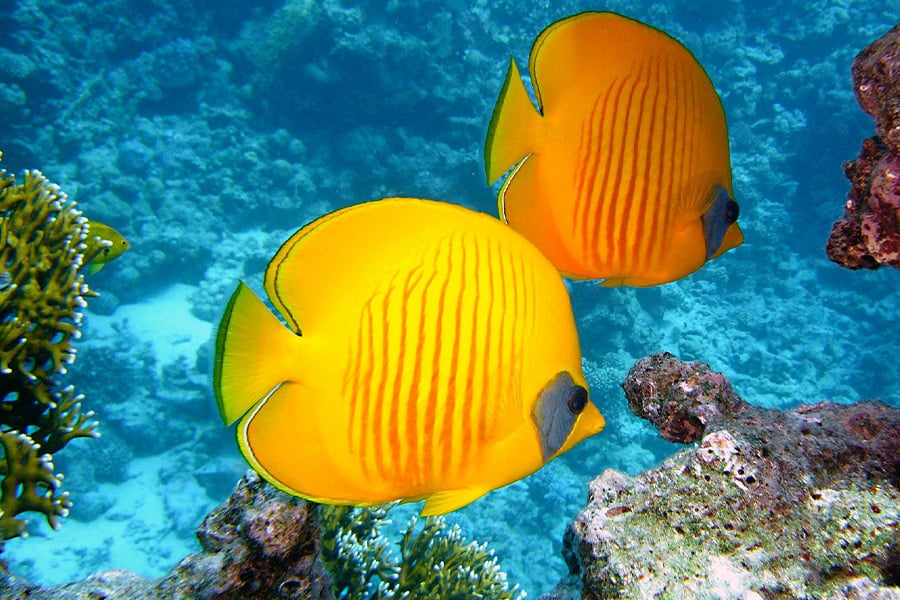 Exotic yellow fish