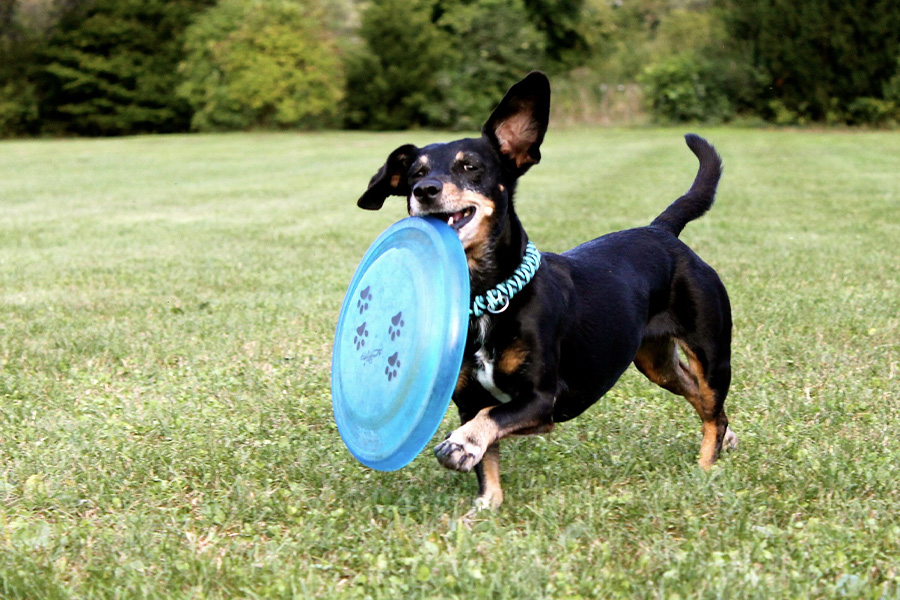 Teckel frisbee dog running