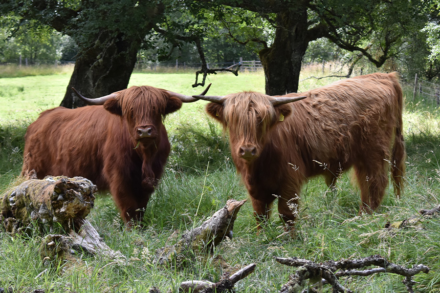 Two brown yaks