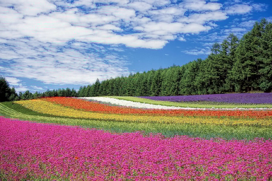 Flower field