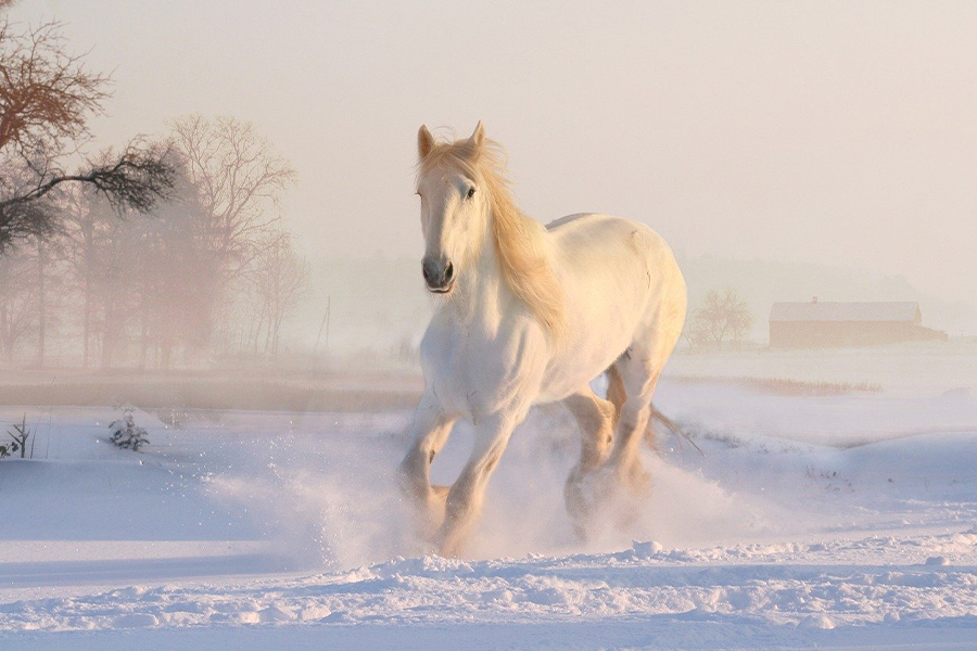 White horse in snow