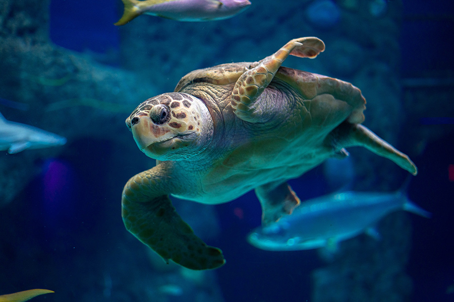 Turtle sealife