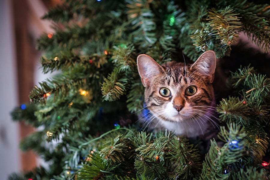 cat in christmas tree