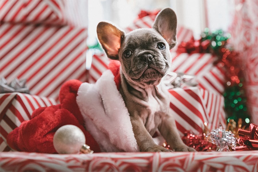 Christmas French Bulldog Puppy