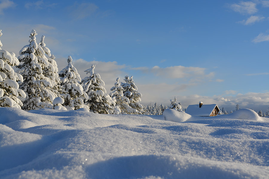 Snow covered trees