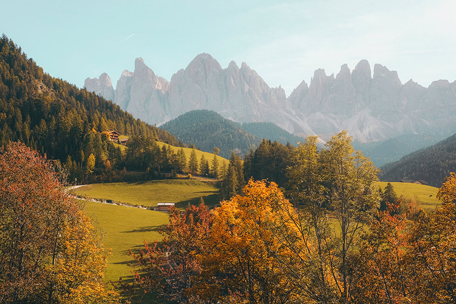 Green trees and grass field