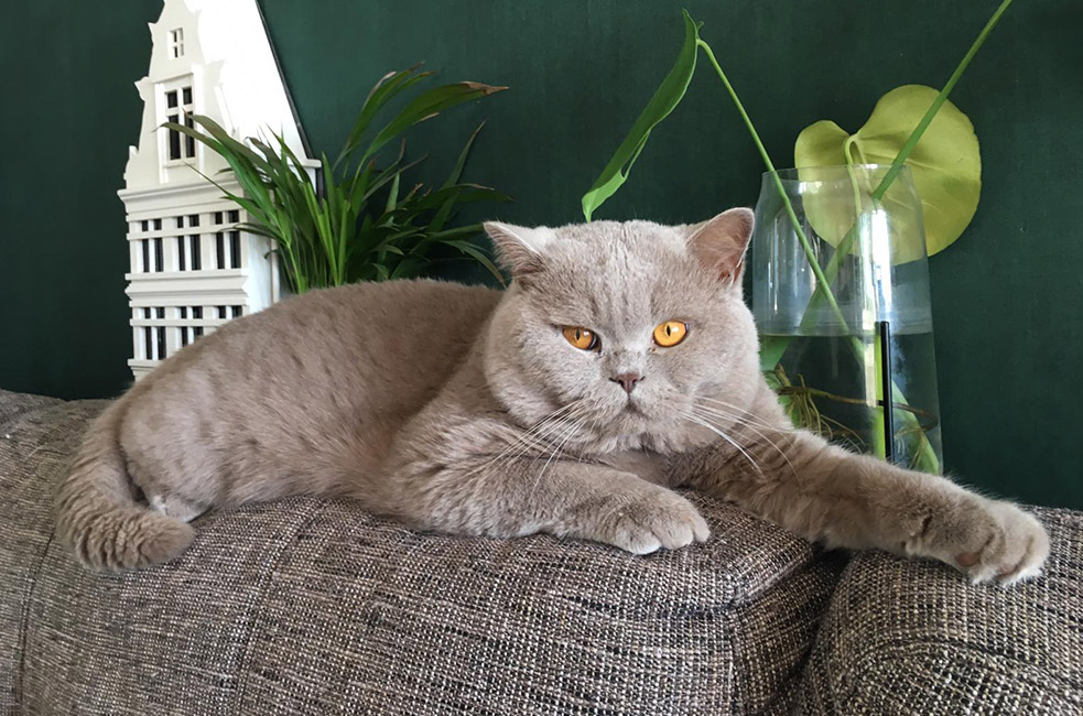 British shorthair cat