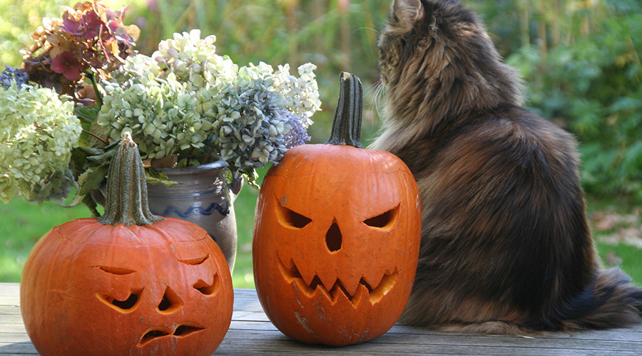 Halloween cat puzzle