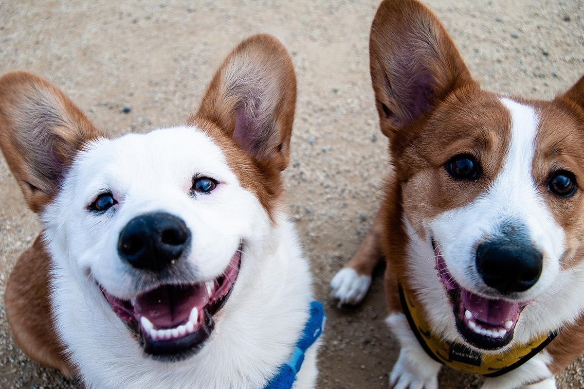 Happy Dogs