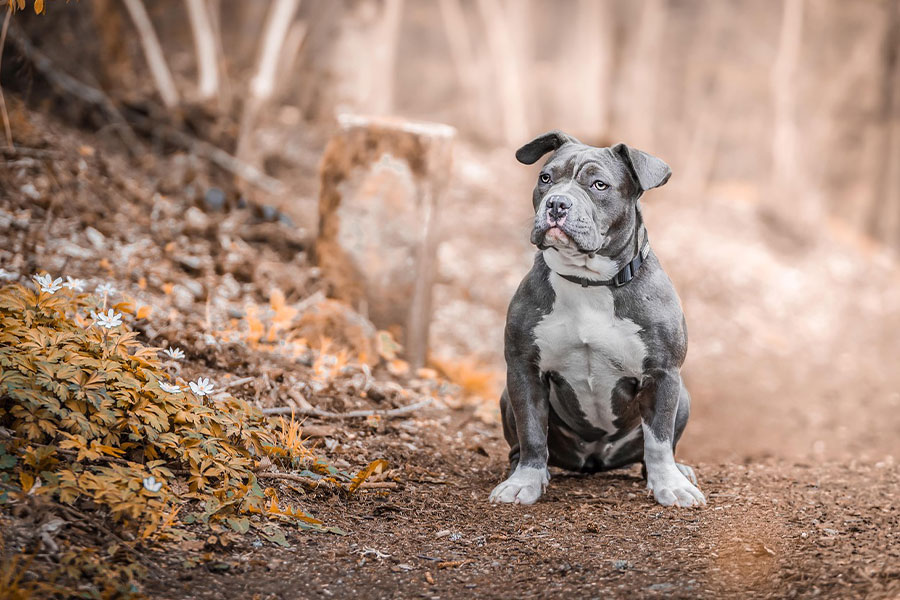 Staffordshire bull terrier pet dog