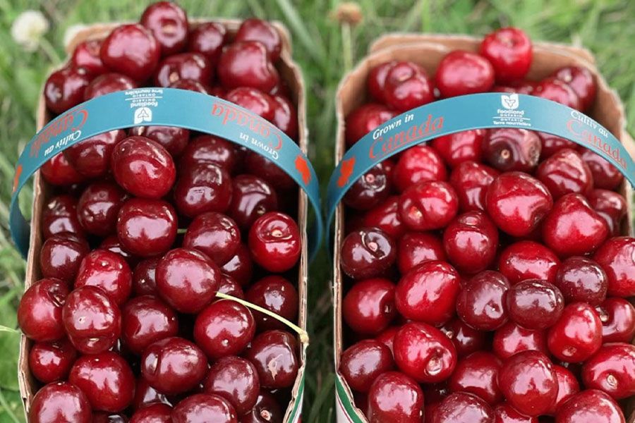 Baskets full of montmorency cherries