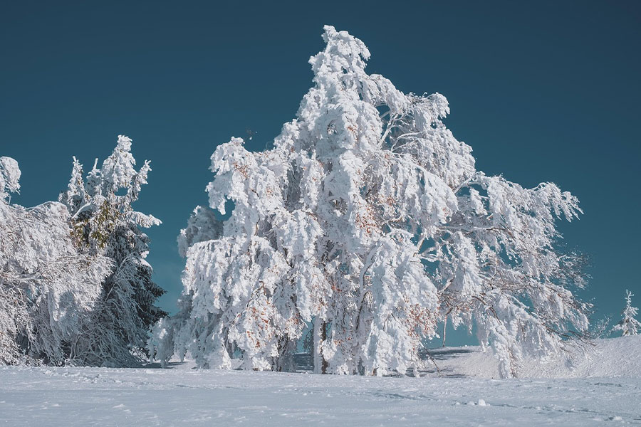 Tree fully white of snow