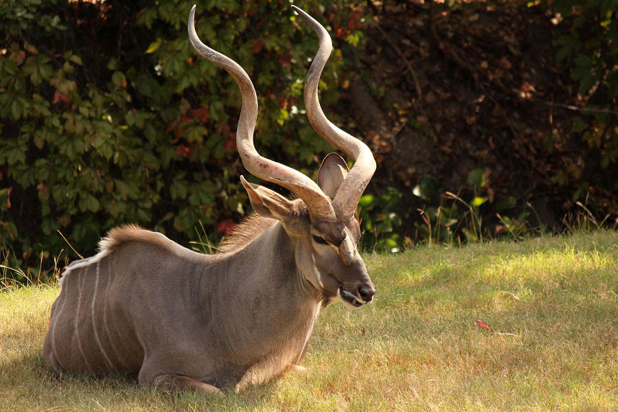 Africa horn kudu