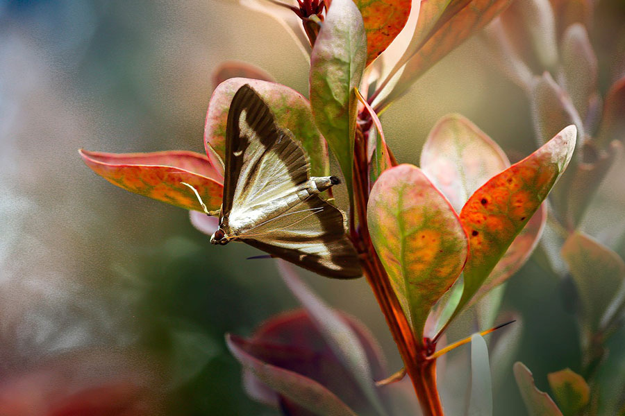 Box tree moth invasive pest