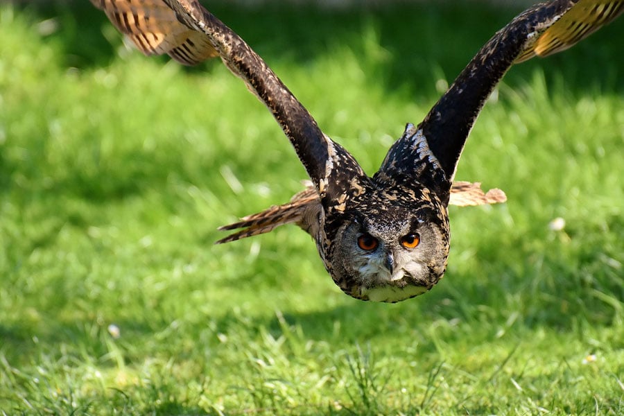 A eurasian eagle owl also known bubo
