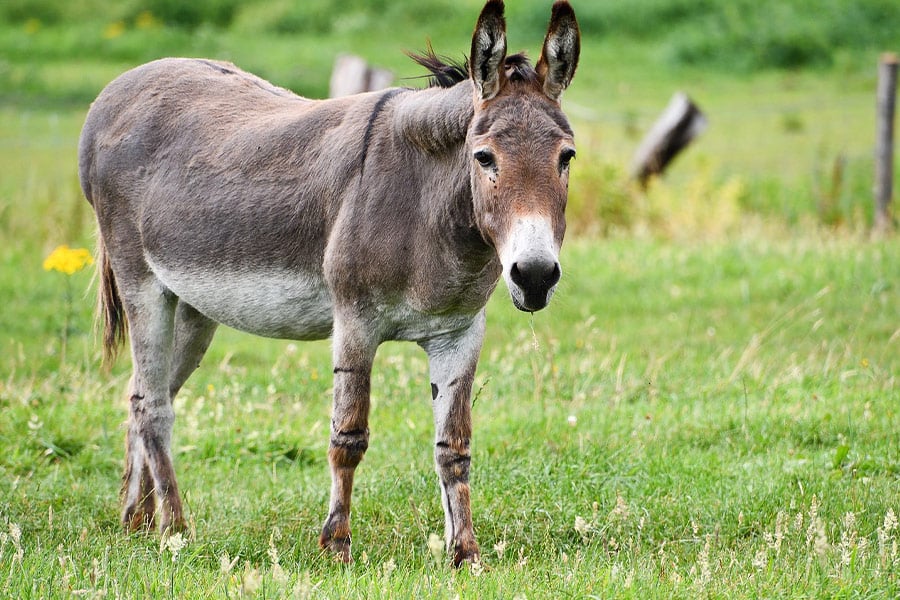 Animal equino burro