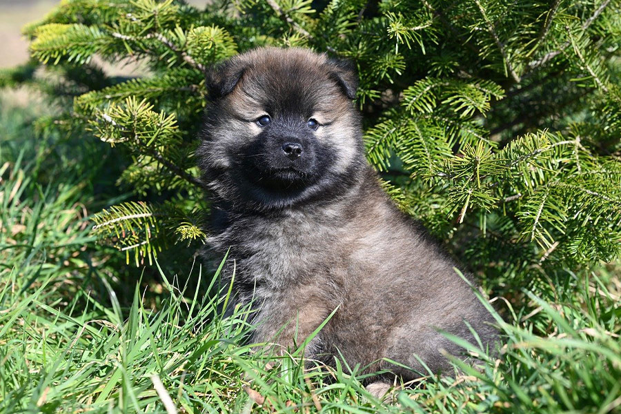 Cachorro de perro aloha eurasier