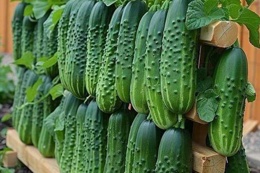 Hanging cucumber in the house garden