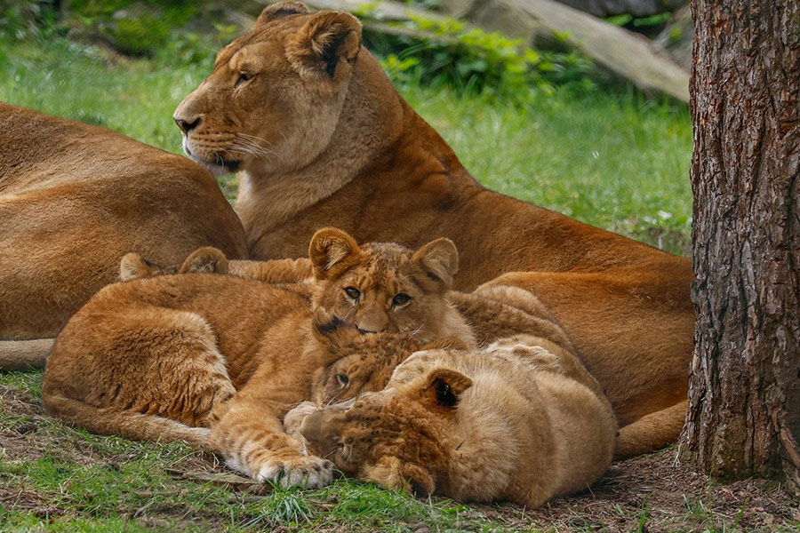 Familia de leonas y cachorros