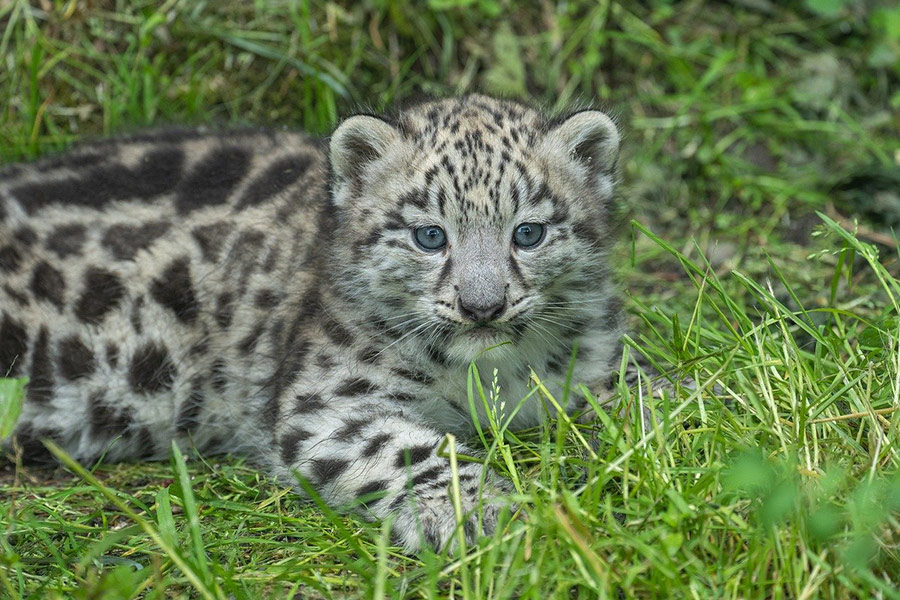 Bebé leopardo de las nieves