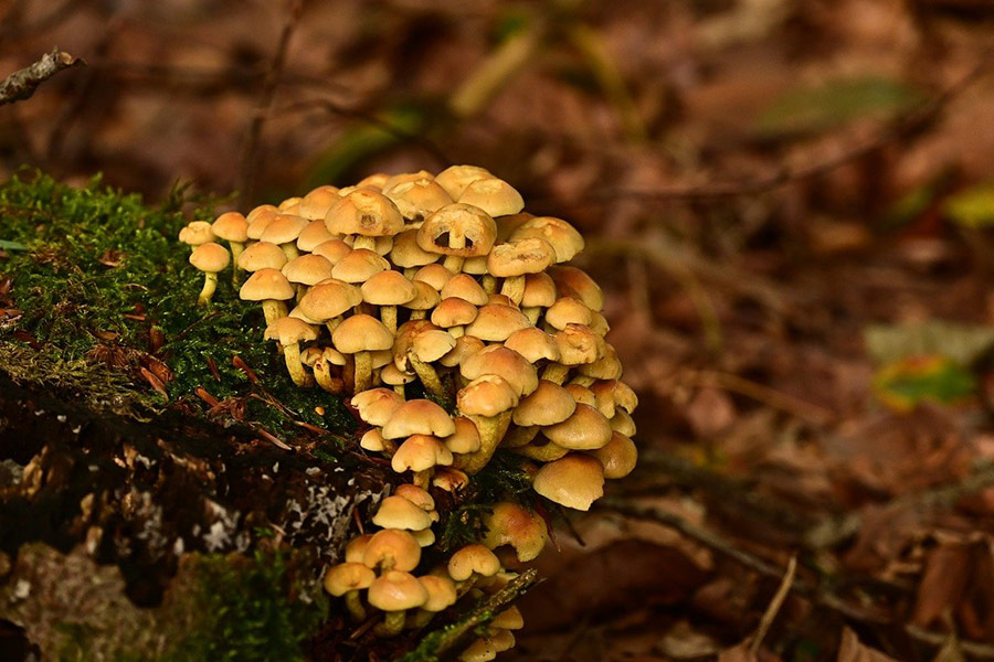 Forest nature grows fungi mushrooms