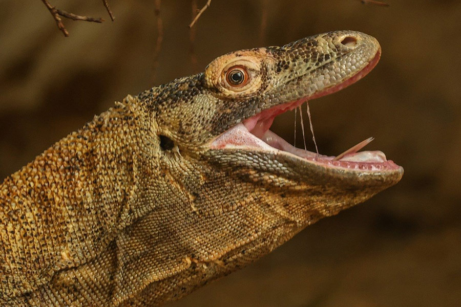 Lagarto monitor dorado