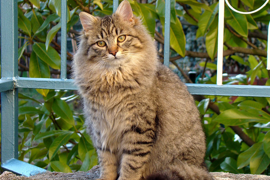 Ventana de cuidado de mascotas gato